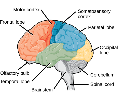 Sagittal, or side view of the human brain shows the different lobes of the cerebral cortex. The frontal lobe is at the front center of the brain. The parietal lobe is at the top back part of the brain. The occipital lobe is at the back of the brain, and the temporal lobe is at the bottom center of the brain. The motor cortex is the back of the frontal lobe, and the olfactory bulb is the bottom part. The somatosensory cortex is the front part of the parietal lobe. The brainstem is beneath the temporal lobe, and the cerebellum is beneath the occipital lobe.