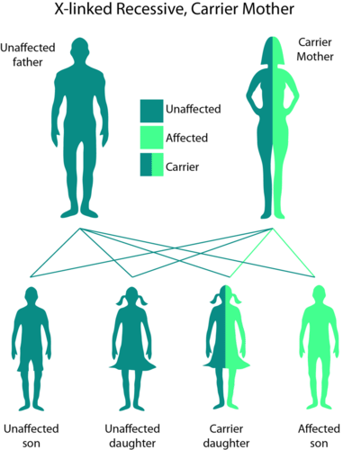 Pedigree for color blindness