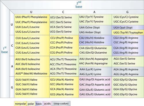 mRNA to amino acid translation table