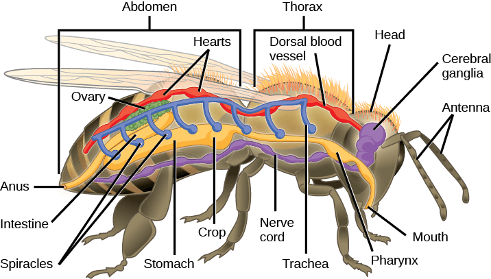 The illustration shows the anatomy of a bee. The digestive system consists of a mouth, pharynx, stomach, intestine, and anus. The respiratory system consists of spiracles, or openings, along the side of the bee’s body that connect to tubes that run up and join a larger dorsal tube that connects all the spiracles together. The circulatory system consists of a dorsal blood vessel that has multiple hearts along its length. The nervous system consists of cerebral ganglia in the head that connect to a ventral nerve cord.