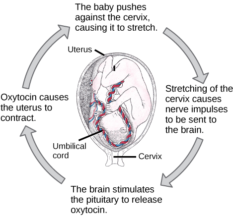Prior to birth, the baby pushes against the cervix, causing it to stretch. Stretching of the cervix causes nerve impulses to be sent to the brain. As a result, the brain stimulates the pituitary to release oxytocin. Oxytocin causes the uterus to contract. As a result, the baby pushes against the cervix in a positive feedback loop.