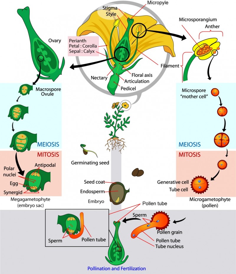  The parts of the flower are shown. The base of the perianth, which includes petals and sepals, is called the flora axis. A narrowing called the articulation separates the floral axis from the lower pedicel, which attached the flower to a stem. Microsporangia are in the anthers. Microspores, or mother cells form inside the microsporangia. The microspore undergoes meiosis, producing four cells, each of which becomes a grain of pollen with a hard coating. The pollen grain undergoes mitosis, producing a generative cell and a tube cell. Macrospores form inside vase-like carpel, in the ovules, which are in the ovaries. The macrospores undergo meiosis, producing four cells. The cells then undergo mitosis, producing three antipodals, two polar nuclei, and egg and two synergids, each with a nucleus. Together, these cells are called the megagametophyte, or embryo sac. Pollination occurs when a pollen grain lands on the stigma, the flat structure at the top of the carpel.  The tube nucleus grows into the long style, to the ovary. There, the generative cell of the sperm fertilizes the egg.