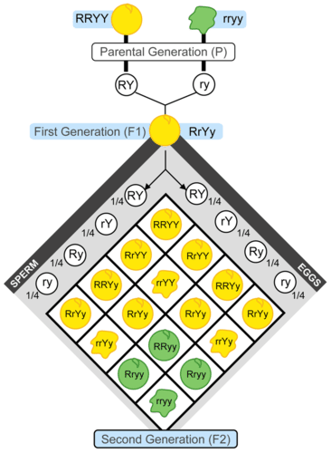 Dihybrid Punnett square