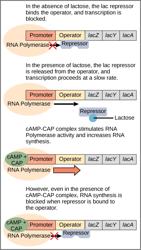 The lac operon consists of a promoter, an operator, and three genes named lacZ, lacY, and lacA. RNA polymerase binds to the promoter. In the absence of lactose, the lac repressor binds to the operator and prevents RNA polymerase from transcribing the operon. In the presence of lactose, the repressor is released from the operator, and transcription proceeds at a slow rate. Binding of the cAMP–CAP complex to the promoter stimulates RNA polymerase activity and increases RNA synthesis. However, even in the presence of the cAMP–CAP complex, RNA synthesis is blocked if the repressor binds to the promoter.