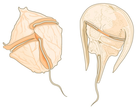 The illustration shows two dinoflagellates. The first is walnut-shaped, with a groove around the middle and another perpendicular groove that starts at the middle and extends back. Flagella fit in each groove. The second dinoflagellate is horseshoe-shaped, with the body extending from the wide part of the horseshoe toward the narrow end. Like the first dinoflagellate, this one has two perpendicular grooves, each containing a flagellum.