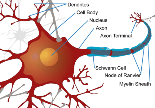 Illustration of a neuron