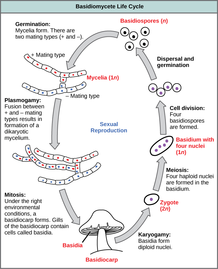  The life cycle of basidiomycetes, better known as mushrooms, is shown. Basidiomycetes have a sexual life cycle that begins with the germination of 1n basidiospores into mycelia with plus and minus mating types. In a process called plasmogamy, the plus and minus mycelia form a dikaryotic mycelium. Under the right conditions, the dikaryotic mycelium grows into a basdiocarp, or mushroom. Gills on the underside of the mushroom cap contain cells called basidia. The basidia undergo karyogamy to form a 2n zygote. The zygote undergoes meiosis to form cells with four haploid (1n) nuclei. Cell division results in four basidiospores. Dispersal and germination of basidiospores ends the cycle.