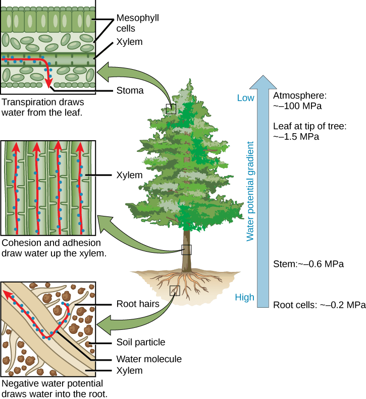  Illustration shows a pine tree. A blowup of the root indicates that negative water potential draws water from the soil into the root hairs, then into the root xylem. A blowup of the trunk indicates that cohesion and adhesion draws water up the xylem. A blowup of a leaf shows that transpiration draws water from the leaf through the stoma. Next to the tree is an arrow showing water potential, which is low at the roots and high in the leaves. The water potential varies from ~–0.2 MPA in the root cells to ~–0.6 MPa in the stem and from ~–1.5 MPa in the highest leaves, to ~–100 MPa in the atmosphere.