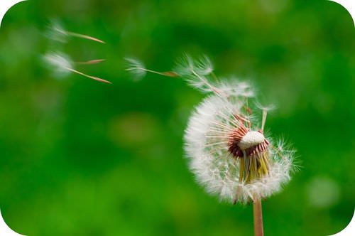 Dandelion seeds disperse far from the parent plant