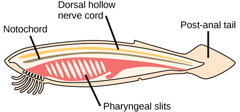 The illustration shows a fish-shaped chordate. A long, thin dorsal hollow nerve cord runs the length of the chordate, along the top. Immediately beneath the nerve cord is a notochord that also runs the length of the organism. Beneath the notochord, pharyngeal slits cut diagonally into tissue toward the front of the organism. A post-anal tail occurs at the rear.