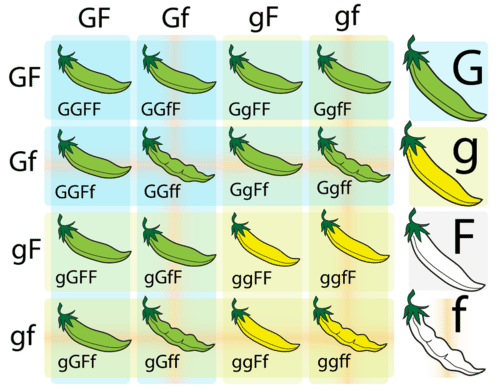 Punnett square for two characteristics