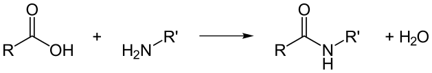 The Amide Bond: Peptide bonds are amide bonds, characterized by the presence of a carbonyl group attached to an amine.