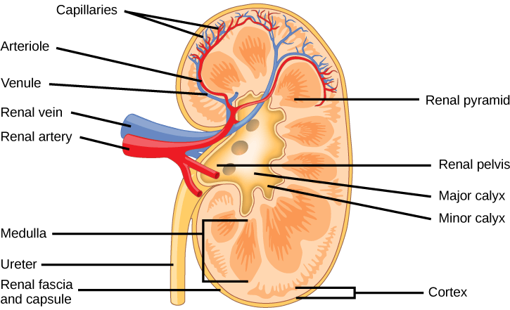 The kidney is shaped like a kidney bean standing on end. Two layers, the outer renal fascia and an inner capsule, cover the outside of the kidney. The inside of the kidney consists of three layers: the outer cortex, the middle medulla and the inner renal pelvis. The renal pelvis is flush with the concave side of the kidney, and empties into the ureter, a tube that runs down outside the concave side of the kidney. Nine renal pyramids are embedded in the medulla, which is the thickest kidney layer. Each renal pyramid is teardrop-shaped, with the narrow end facing the renal pelvis. The renal artery and renal vein enter the concave part of the kidney, just above the ureter. The renal artery and renal vein branch into arterioles and venuoles, respectively, which extend into the kidney and branch into capillaries in the cortex.