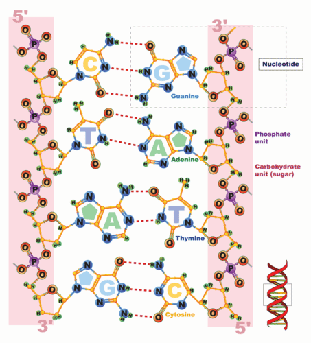 Structure of a nucleic acid