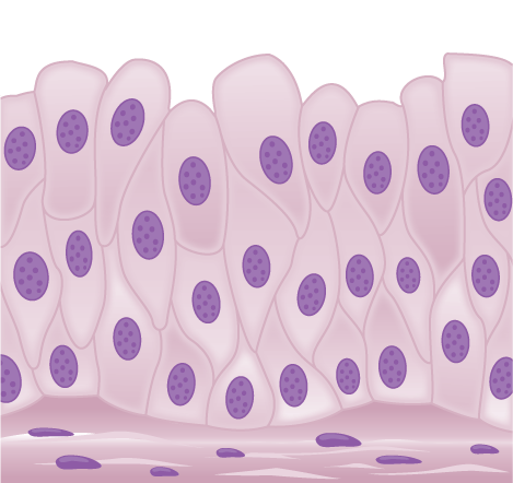 Illustration shows tall, diamond-shaped cells layered one on top of the other.