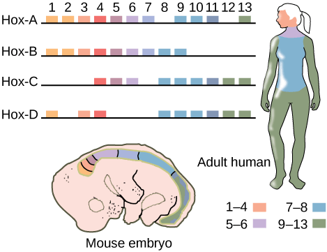 This illustration shows the four clusters of Hox genes found in vertebrates: Hox-A, Hox-B, Hox-C, and Hox-D. There are 13 Hox genes, but not all of them are found in each cluster. In  both mice and humans, genes 1–4 regulate the development of the head. Genes 5 and 6 regulate the development of the neck. Genes 7 and 8 regulate the development of the torso, and genes 9–13 regulate the development of the arms and legs.