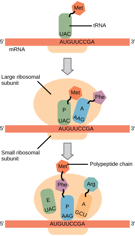 Illustration shows the steps of protein synthesis. First, the initiator tRNA recognizes the sequence AUG on an mRNA that is associated with the small ribosomal subunit. The large subunit then joins the complex. Next, a second tRNA is recruited at the A site. A peptide bond is formed between the first amino acid, which is at the P site, and the second amino acid, which is at the A site. The mRNA then shifts and the first tRNA is moved to the E site, where it dissociates from the ribosome. Another tRNA binds at the A site, and the process is repeated. 