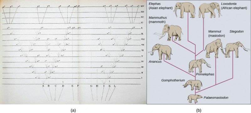 Image (a) shows a sketch of lines branching into a tree shape. At the bottom are 11 vertical lines labeled A through L. These then are branched out as they move up across the page through fourteen rows labeled with Roman numerals. Some branches make a straight line from the bottom row to the top row, others keep branching out further at each row, and some are straight partway through the rows until they connect to an existing branch or form no connection and instead stop. The top four rows each consists of a single line from a branch tip (there are 6 branch tips at row XI) to one of 15 individual final designations. Illustration B shows the evolution of modern African and Asian elephants from a common ancestor, the Palaeomastodon. The Palaeomastodon was similar to modern elephants; however, it was smaller and had a long nose instead of a trunk. Side branches of the elephant evolutionary tree gave rise to mastodons and mammoths. The mammoth is more closely related to modern elephants than the mastodon.
