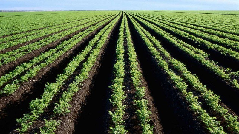 agriculture-2