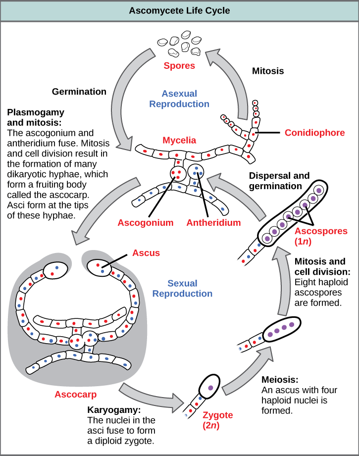  Ascomycetes have both sexual and asexual life cycles. In the asexual life cycle, the haploid (1n) mycelium branches into a chain of cells called the conidiophore. Spores bud from the end of the conidiophore and germinate to form more mycelia. In the sexual life cycle, a round structure called an antheridium buds from the male strain, and a similar structure called the ascogonium buds from the female strain. In a process called plasmogamy, the ascogonium and antheridium fuse to form a cell with multiple haploid nuclei. Mitosis and cell division result in the growth of many hyphae, which form a fruiting body called the ascocarp. The hyphae are dikaryotic, meaning they have two haploid nuclei. Asci form at the tips of these hyphae. In a process called karyogamy, the nuclei in the asci fuse to form a diploid (2n) zygote. The zygote undergoes meiosis without cell division, resulting in an ascus with four 1n nuclei arranged in a row. Each nucleus undergoes mitosis, resulting in eight ascospores, which are also arranged in a row at the tip of the hyphae. Dispersal and germination results in the growth of new mycelia.