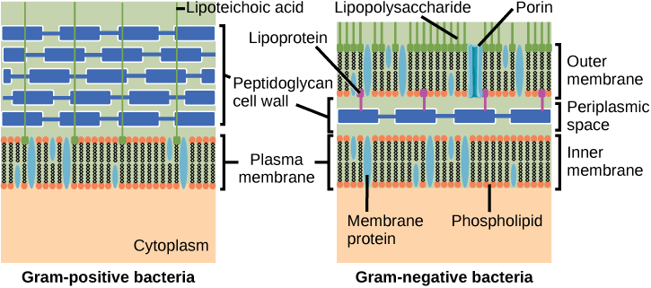 The left illustration shows the cell wall of Gram-positive bacteria. The cell wall is a thick layer of peptidoglycan that exists outside the plasma membrane. A long, thin molecule called lipoteichoic acid anchors the cell wall to the cell membrane. The right illustration shows Gram-negative bacteria. In Gram-negative bacteria, a thin peptidoglycan cell wall is sandwiched between an outer and an inner plasma membrane. The space between the two membranes is called the periplasmic space. Lipoproteins anchor the cell wall to the outer membrane. Lipopolysaccharides protrude from the outer membrane. Porins are proteins in the outer membrane that allow entry of substances.