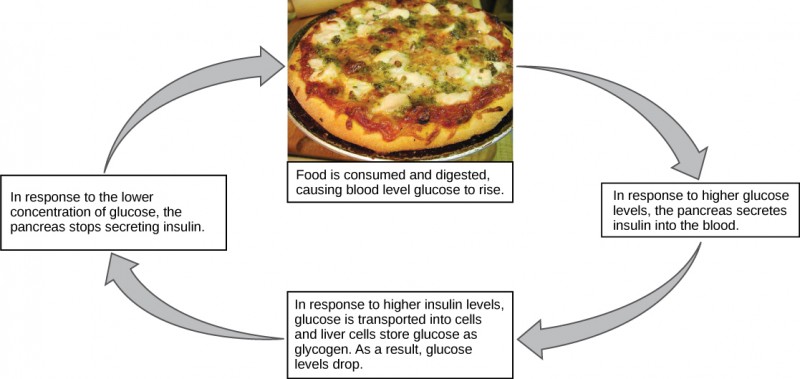 Illustration shows the response to consuming a meal. When food is consumed and digested, blood glucose levels rise. In response to the higher concentration of glucose, the pancreas secretes insulin into the blood. In response to the higher insulin levels in the blood, glucose is transported into many body cells. Liver cells store glucose as glycogen. As a result, blood sugar levels drop. In response to the lower concentration of glucose, the pancreas stops secreting insulin.