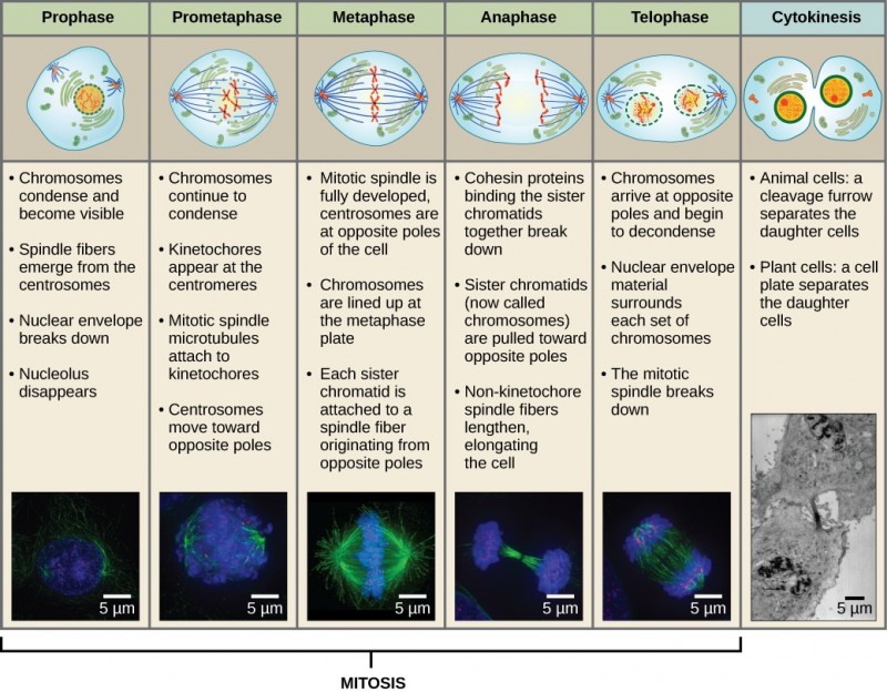 This diagram shows the five phases of mitosis and cytokinesis. During prophase, the chromosomes condense and become visible, spindle fibers emerge from the centrosomes, the nuclear envelope breaks down, and the nucleolus disappears. During prometaphase, the chromosomes continue to condense and kinetochores appear at the centromeres. Mitotic spindle microtubules attach to the kinetochores, and centrosomes move toward opposite poles. During metaphase, the mitotic spindle is fully developed, and centrosomes are at opposite poles of the cell. Chromosomes line up at the metaphase plate and each sister chromatid is attached to a spindle fiber originating from the opposite pole. During anaphase, the cohesin proteins that were binding the sister chromatids together break down. The sister chromatids, which are now called chromosomes, move toward opposite poles of the cell. Non-kinetochore spindle fibers lengthen, elongating the cell. During telophase, chromosomes arrive at the opposite poles and begin to decondense. The nuclear envelope reforms. During cytokinesis in animals, a cleavage furrow separates the two daughter cells. In plants, a cell plate separates the two cells.