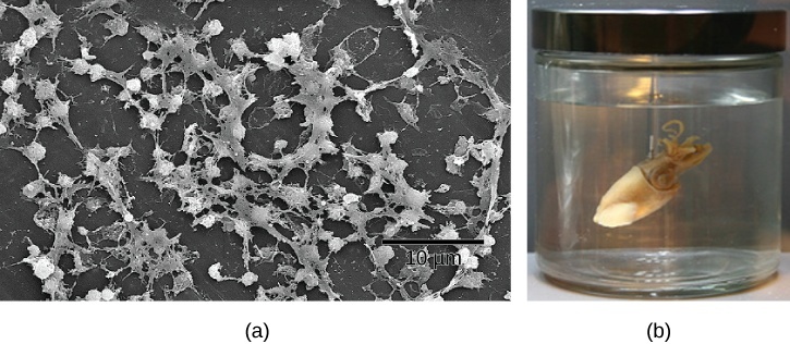 Part a: This electron micrograph shows a film of bacteria. Part b: This photo shows a Hawaiian bobtail squid.