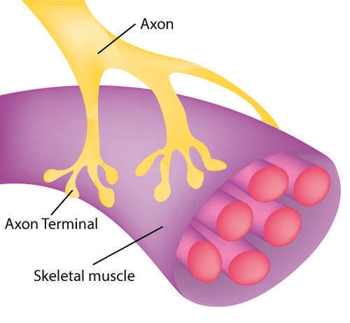 Motor neuron axon