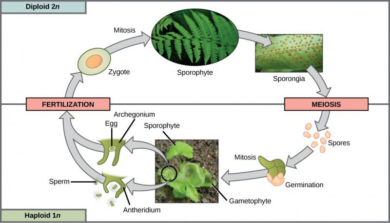  The fern life cycle begins with a diploid (2n) sporophyte, which is the fern plant. Sporangia are round bumps that occur on the bottom of the leaves. Sporangia undergo mitosis to form haploid (1n) spores. The spores germinate and grow into a green gametophyte 1n that resembles lettuce. The gametophyte contains antheridia that produce, sperm and archegonia that produce eggs. Inside the archegonium the sperm fertilizes the egg, forming a diploid (2n) zygote. The zygote undergoes mitosis to form a 2n sporophyte, ending the cycle.
