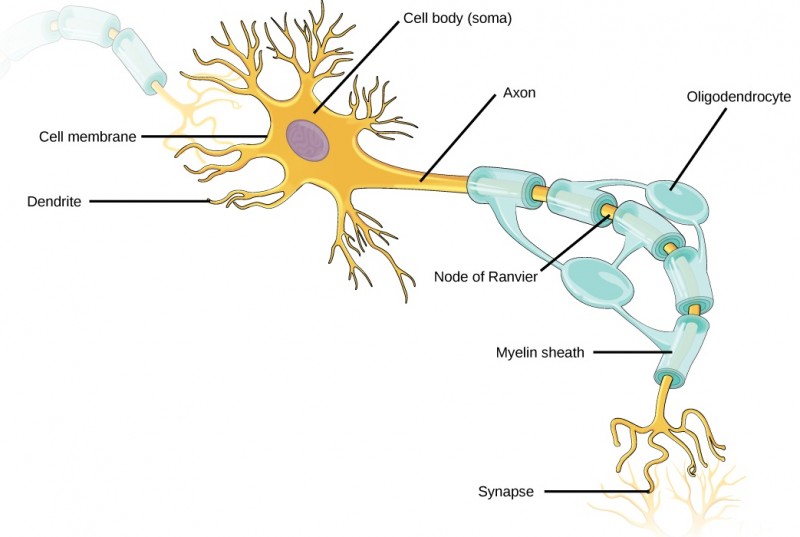 Illustration shows a neuron. The main part of the cell body, called the soma, contains the nucleus. Branch-like dendrites project from three sides of the soma. A long, thin axon projects from the fourth side. The axon branches at the end. The tip of the axon is in close proximity to dendrites of an adjacent nerve cell. The narrow space between the axon and dendrites is called the synapse. Cells called oligodendrocytes are located next to the axon. Projections from the oligodendrocytes wrap around the axon, forming a myelin sheath. The myelin sheath is not continuous, and gaps where the axon is exposed are called nodes of Ranvier.