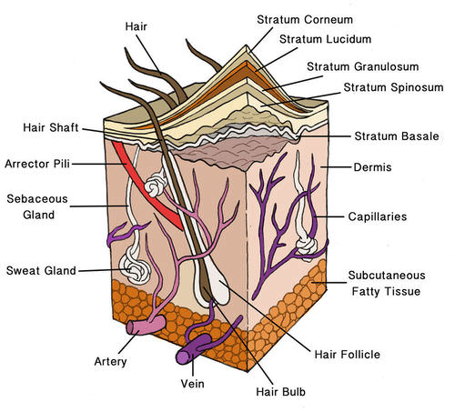 layers of human skin
