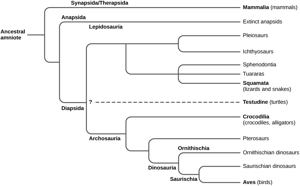 The trunk of the amniote phylogenetic tree is the ancestral amniote. Initially, the tree branches into diapsids, anapsids, and synapsids. Synapsids give rise to mammals, which are therapsids. Anapsids are all extinct. Diapsids are subdivided into two groups, lepidosaurs and archosaurs. Lepidosauria includes plesiosaurs, ichthyosaurs, Sphenodontia and Squamata, which includes lizards and snakes. Archosauria branches into Crocodilia, pterosaurs, dinosaurs, and birds.