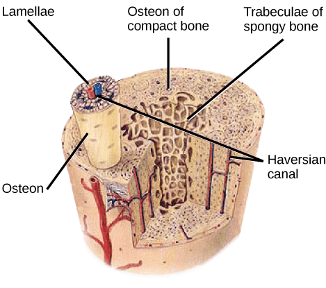 Illustration shows a cross-section of a bone. The compact outer part of the bone is made up of cylindrical osteons that run its length. Each osteon is made up of a matrix of lamellae that surround a central Haversian canal. Arteries, veins and nerve fibers run through the Haversian canals. The spongy inner bone consists of porous trabeculae.