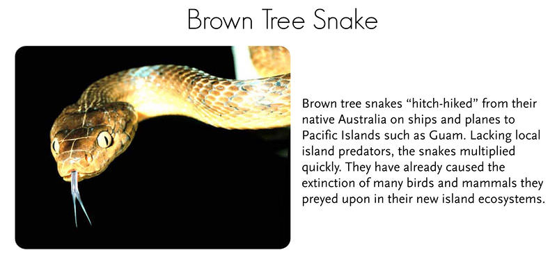 A brown tree snake
