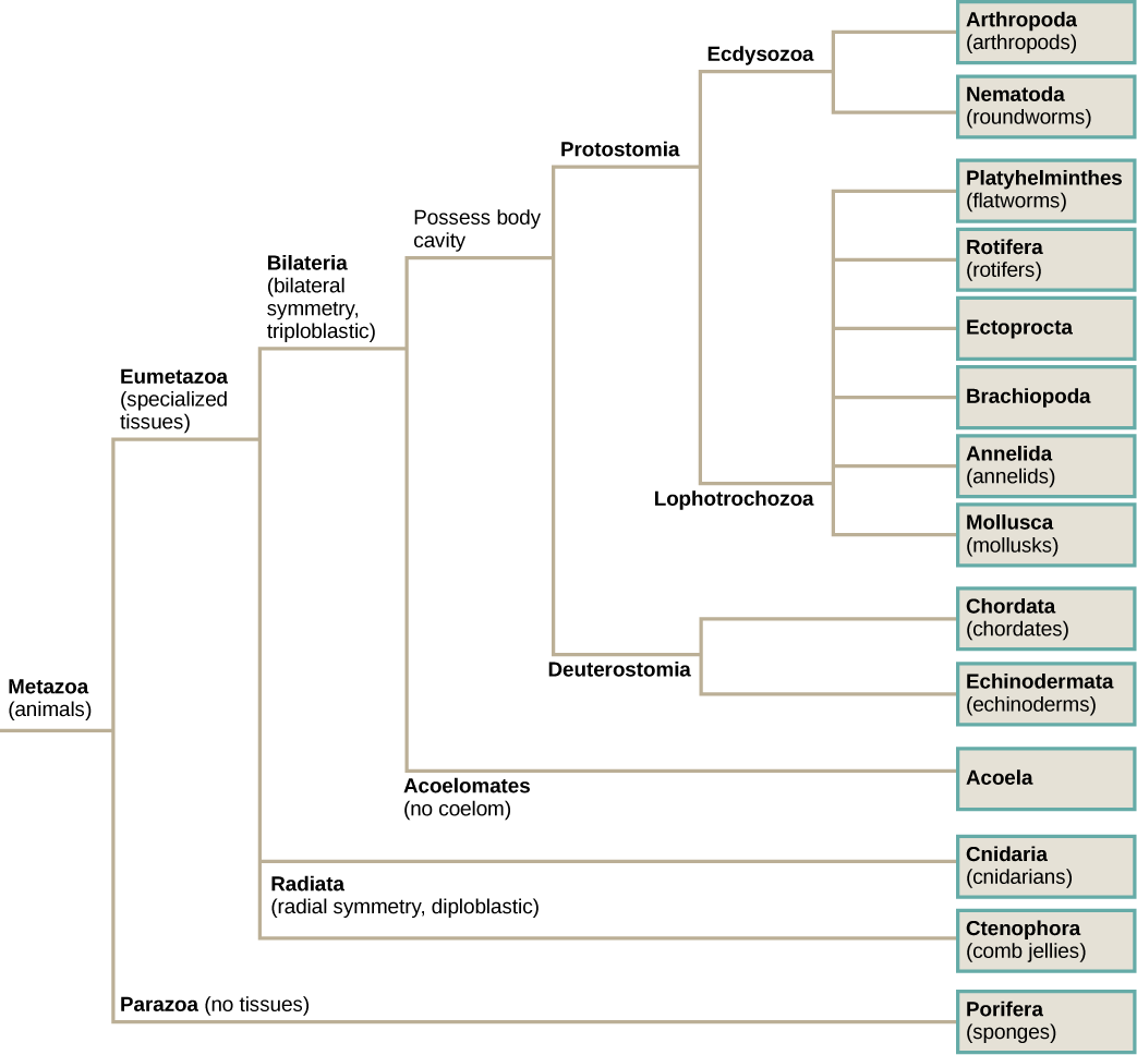 The phylogenetic tree of metazoans, or animals, branches into parazoans with no tissues and eumetazoans with specialized tissues. Parazoans include Porifera, or sponges. Eumetazoans branch into Radiata, diploblastic animals with radial symmetry, and Bilateria, triploblastic animals with bilateral symmetry. Radiata includes cnidarians and ctenophores (comb jellies). Bilateria branches into Acoela, which have no body cavity, and Protostomia and Deuterostomia, which possess a body cavity. Deuterostomes include chordates and echinoderms. Protostomia branches into Lophotrochozoa and Ecdysozoa. Ecdysozoa includes arthropods and nematodes, or roundworms. Lophotrochozoa includes Mollusca, Annelida, Brachopoda, Ectoprocta, Rotifera, and Platyhelminthes.