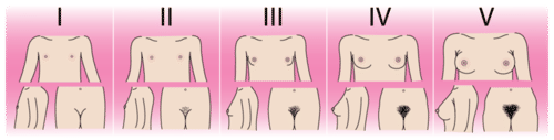 Changes in females during puberty