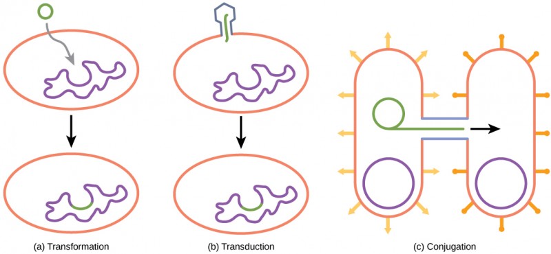 Illustration A shows a small, circular piece of DNA being absorbed by a cell. Illustration C shows a bacteriophage injecting DNA into a prokaryotic cell. The DNA then gets incorporated in the genome. Illustration C shows two bacteria connected by a pilus. A small loop of DNA is transferred from one cell to another via the pilus.