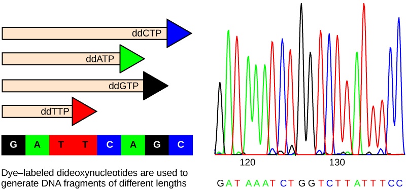Part A shows a template DNA strand and newly synthesized strands that were generated in the presence of dideoxynucleotides that terminate the chain at different points to generate fragments of different sizes. Each dideoxynucleotide is labeled a different color. Part B shows a sequence readout that was generated after the DNA fragments were separated on the basis of size. The color of the fragment indicates the identity of the nucleotide at the end of a given fragment. By reading the colors in order, the DNA sequence can be determined.