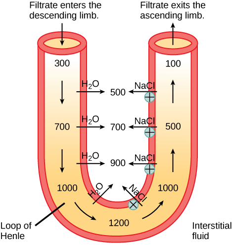 A U-shaped tube represents the loop of Henle. Filtrate enters the descending limb, and exits the ascending limb. The descending limb is water-permeable, and water travels from the limb to the interstitial space. As a consequence, the osmolality of the filtrate inside the limb increases from 300 milliosmoles per liter at the top to 1200 milliosmoles per liter at the bottom. The ascending limb is permeable to sodium and chloride ions. Because the osmolality inside bottom part of the limb is higher than the interstitial fluid, these ions diffuse out of the ascending limb. Higher up, sodium is actively transported out of the limb, and chloride follows.
