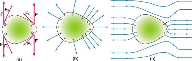 In part a, a conductor is shown with the unsymmetrical shape. The identical pair of charges at opposite ends on the conductor have similar components of forces represented by arrows. In part b, the unsymmetrical object has positive charge on its surface. The electric field lines are shown emerging perpendicular from the surface of the conductor represented by vector arrow. In part c, the field lines in and around the conductor running from left to right is shown. The left surface of the conductor has negative charge and the right surface has positive charge. The field lines enter and leave the conductor at right angles.