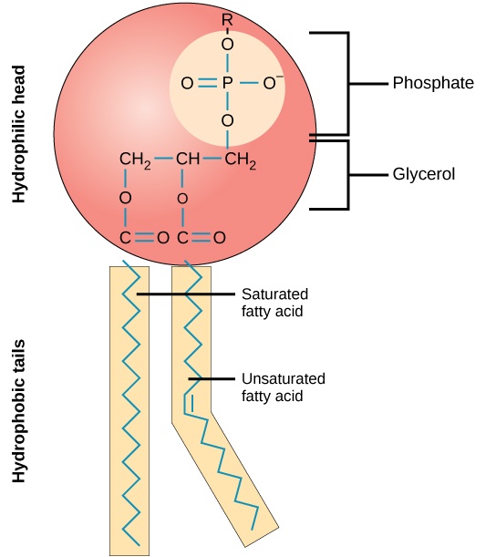 Phospholipid Molecule: A phospholipid is a molecule with two fatty acids and a modified phosphate group attached to a glycerol backbone. The phosphate may be modified by the addition of charged or polar chemical groups. Two chemical groups that may modify the phosphate, choline and serine, are shown here. Both choline and serine attach to the phosphate group at the position labeled R via the hydroxyl group indicated in green.