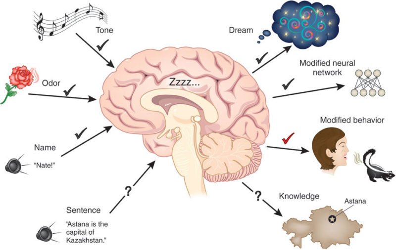 sleeping-and-learning