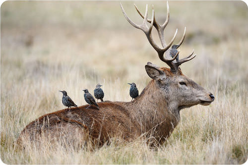 Starlings and a stag in symbiosis
