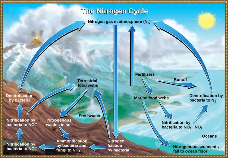  This illustration shows the nitrogen cycle. Nitrogen gas from the atmosphere is fixed into organic nitrogen by nitrogen-fixing bacteria. This organic nitrogen enters terrestrial food webs, and it leaves the food webs as nitrogenous wastes in the soil. Ammonification of this nitrogenous waste by bacteria and fungi in the soil converts the organic nitrogen to ammonium ion (NH4 plus). Ammonium is converted to nitrite (NO2 minus), then to nitrate (NO3 minus) by nitrifying bacteria. Denitrifying bacteria convert the nitrate back into nitrogen gas, which re-enters the atmosphere. Nitrogen from runoff and fertilizers enters the ocean, where it enters marine food webs. Some organic nitrogen falls to the ocean floor as sediment. Other organic nitrogen in the ocean is converted to nitrite and nitrate ions, which is then converted to nitrogen gas in a process analogous to the one that occurs on land.