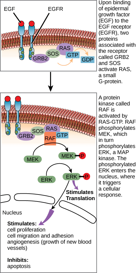 This illustration shows the epidermal growth factor receptor, which is embedded in the plasma membrane. Upon binding of a signaling molecule to the receptor’s extracellular domain, the receptor dimerizes, and intracellular residues are phosphorylated. Phosphorylation of the receptor triggers the phosphorylation of a protein called MEK by RAF. MEK, in turn, phosphorylates ERK. ERK stimulates protein translation in the cytoplasm, and transcription in the nucleus. Activation of ERK stimulates cell proliferation, cell migration and adhesion, and angiogenesis (growth of new blood vessels). ERK inhibits apoptosis.