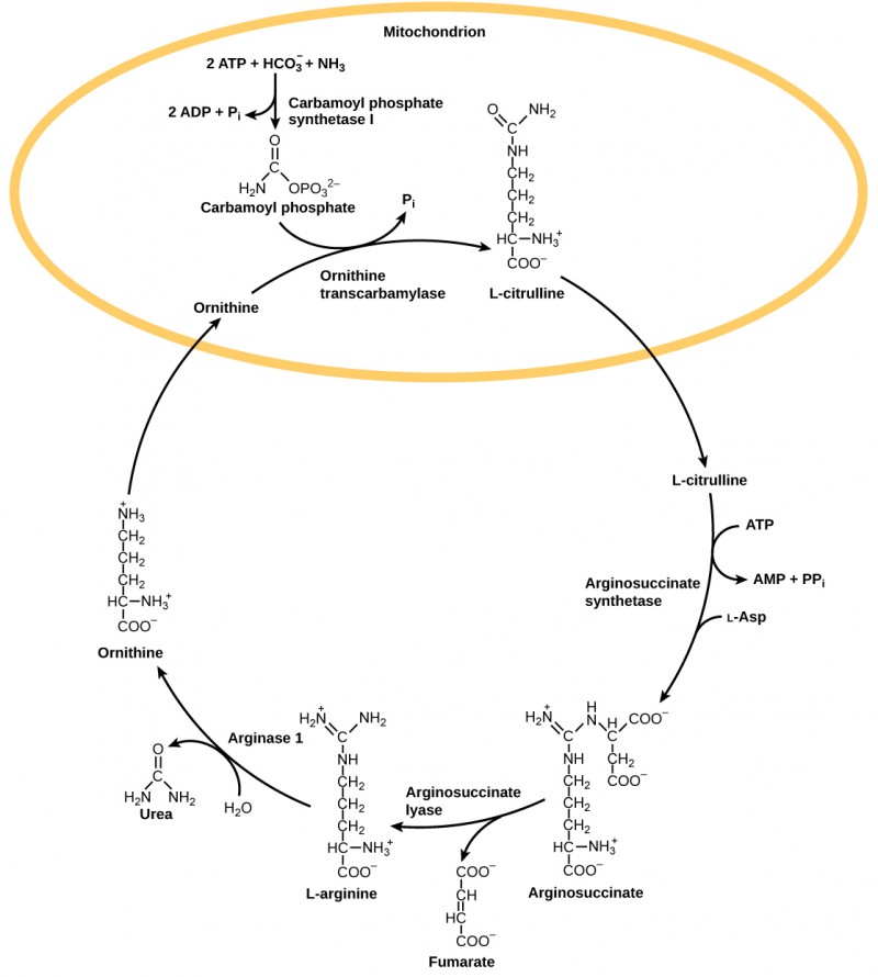  The urea cycle begins in the mitochondrion, where bicarbonate (HCO3) is combined with ammonia (NH3) to make carbamoyl phosphate. Two ATP are used in the process. Ornithine transcarbamylase adds the carbamoyl phosphate to a five-carbon amino acid called ornithine to make L-citrulline. L-citrulline leaves the mitochondrion, and an enzyme called arginosuccinate synthetase adds a four-carbon amino acid called L-aspartate to it to make arginosuccinate. In the process, one ATP is converted to AMP and PPi. Arginosuccinate lyase removes a four-carbon fumarate molecule from the arginosuccinate, forming the six-carbon amino acid L-arginine. Arginase-1 removes a urea molecule from the L-arginine, forming ornithine in the process. Urea has a single carbon double-bonded to an oxygen and single-bonded to two ammonia groups. Ornithine enters the mitochondrion, completing the cycle.