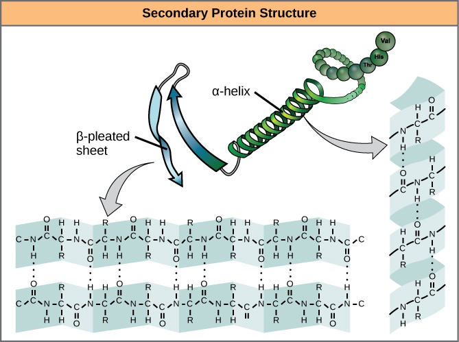 Secondary structure: The α-helix and β-pleated sheet form because of hydrogen bonding between carbonyl and amino groups in the peptide backbone. Certain amino acids have a propensity to form an α-helix, while others have a propensity to form a β-pleated sheet.