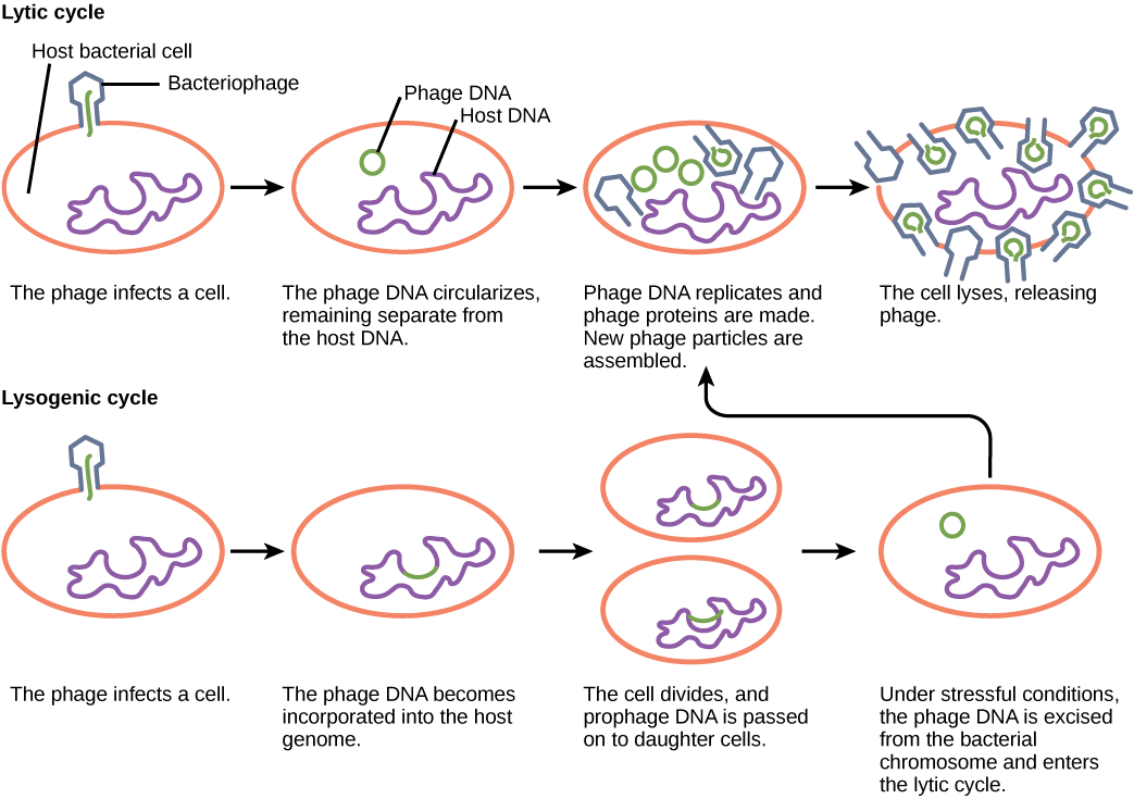 The bacteriophage lytic cycle begins when the phage attaches via a slender stalk to the host cell. Linear DNA from the viral head is injected into the host cell. The phage DNA circularizes, remaining separate from the host DNA. The phage DNA replicates, and new phage proteins are made. New phage particles are assembled. The cell lyses, releasing the phage. The bacteriophage lysogenic cycle begins the same way as the lytic cycle, with phage infecting a host cell. However, the phage DNA becomes incorporated into the host genome. The cell divides, and phage DNA is passed on to daughter cells. Under stressful conditions, the phage DNA is excised from the bacterial chromosome and enters the lytic cycle.