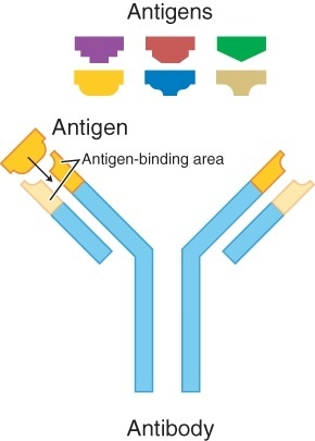 Single antibody illustrated